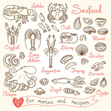 Set drawings of seafood for design menus, recipes, packaging and advertising. Shrimp, crab, mussels, squid, octopus, lobster, crayfish, , scallops, sea cucumbers, oysters, langoustine, barnacle.