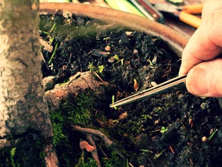 Crédence de cuisine en verre imprimé Bonsaï Gardener hand extract with pincers weed from bonsai tree pot.