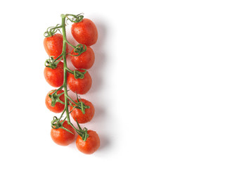 Red tomatoes on vine, studio shot