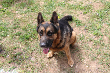 Dog german shepherd in a summer day