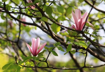 Magnolia blossom