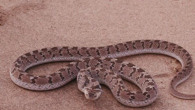 egg eating snake in defensive posture and striking at camera in slow motion