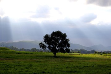 lone tree