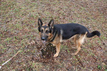 German shepherd dog in a autumn day