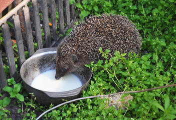 Hedgehog drinking milk in the garden. Attracting hedgehogs.  © bildlove
