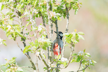 Female great spotted woodpecker in blossom tree