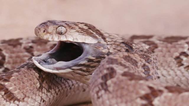 egg eating snake in defensive posture in slow motion