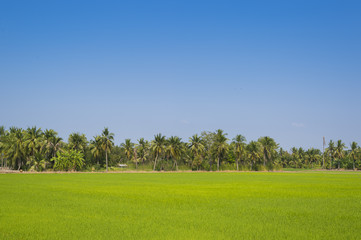 Green rice field