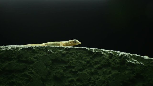 Thailand common house gecko hunting fruit fly on the wall