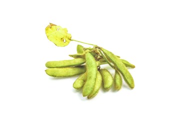 soybean