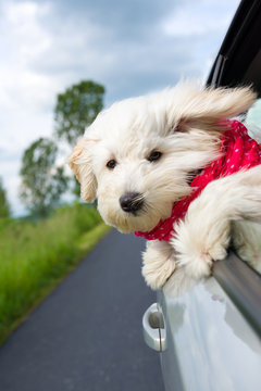 Dog enjoying a ride with the car