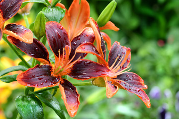 Blumen 616 © K.-U. Häßler