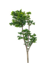 Fototapeta premium Trees isolated on white background