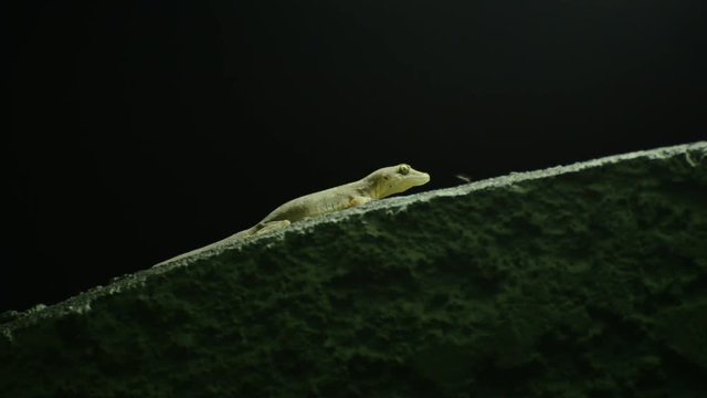 Thailand common house gecko hunting fruit fly on the wall