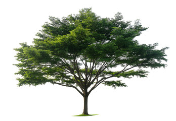 Fototapeta premium Trees isolated on white background