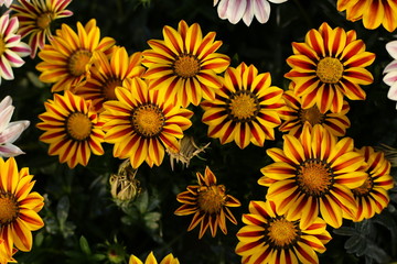 Fototapeta na wymiar beauty full gazania flowers in the garden 