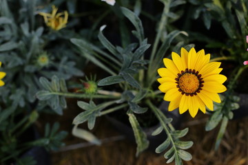 beauty full gazania  flowers in the garden 