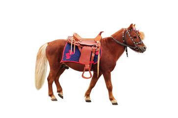 Brown pony with saddle standing and isolated on white background - obrazy, fototapety, plakaty