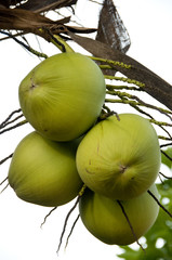 Coconuts on tree