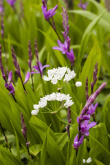 White and pink flowers