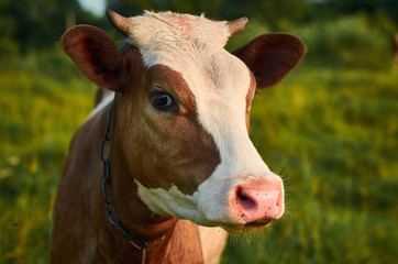 Head of a cow against a a summer pasture.