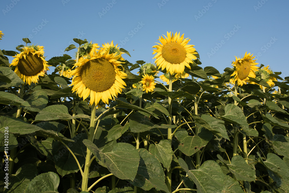 Wall mural sunflower field