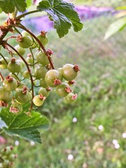 Close view of green crude grown currants