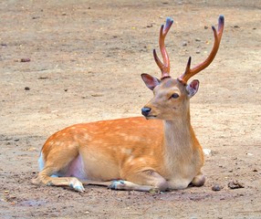 Fototapeta premium male deer sitting on the ground.