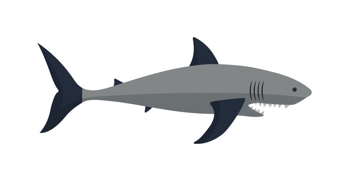Cartoon shark vector illustration.