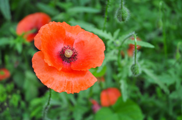Obraz premium Poppy flower