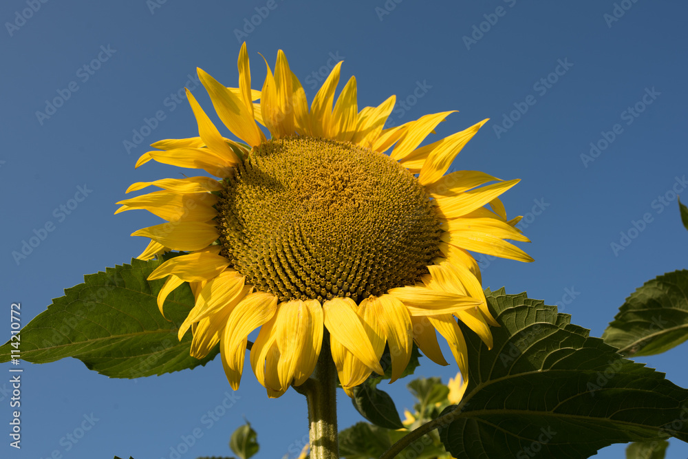 Wall mural sunflower field