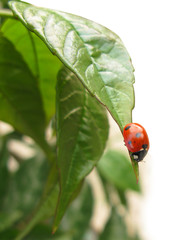 Ladybug close-up