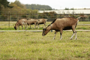California cat eats the grass in a field
