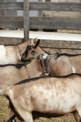 Herd of goats in California against the background of farm