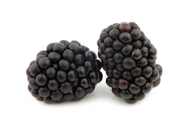 fresh blackberries on a white background