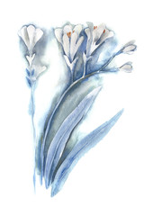 Watercolor Crocosmia Flower