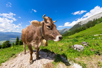 Fototapeta na wymiar Cow on green grass in front of wonderfull mountain landscape / Kuh auf Wiese vor wundervoller Alpen Landschaft