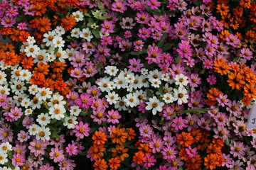 beauty full Zinnia flowers in the garden 