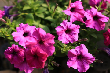 beauty full petunia flowers in the garden 