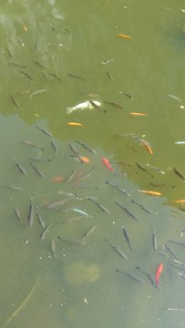 Marre &agrave; poissons