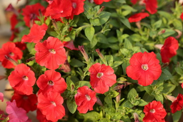 Fototapeta premium beauty full petunia flowers in the garden 