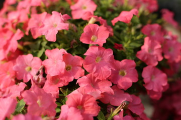 beauty full petunia flowers in the garden 