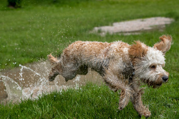 Hund läuft durch wasser