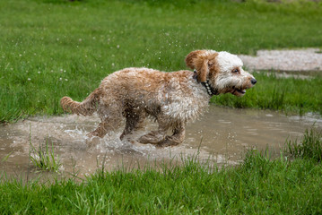 Wasserhund