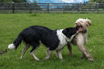 Hunde spielen