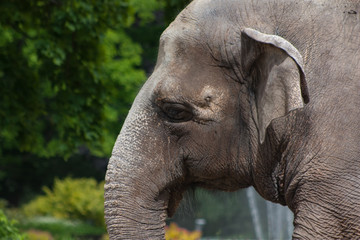 Sad adult elephant