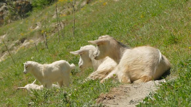 Mountain Goats Grazing On Green Pasture