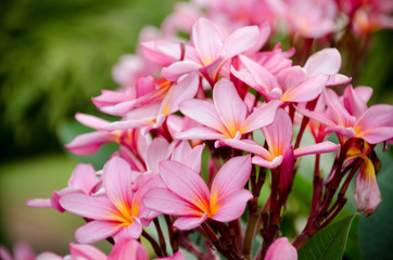 Obraz na płótnie Canvas Plumeria flower in full bloom fragrance planted in the garden