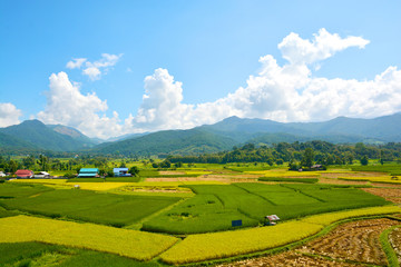 Fototapeta na wymiar Landscape green rice field with mountain background