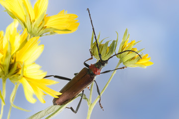 Closeup Longhorn beetle (Aromia moschata) on yellow flower against blue sky